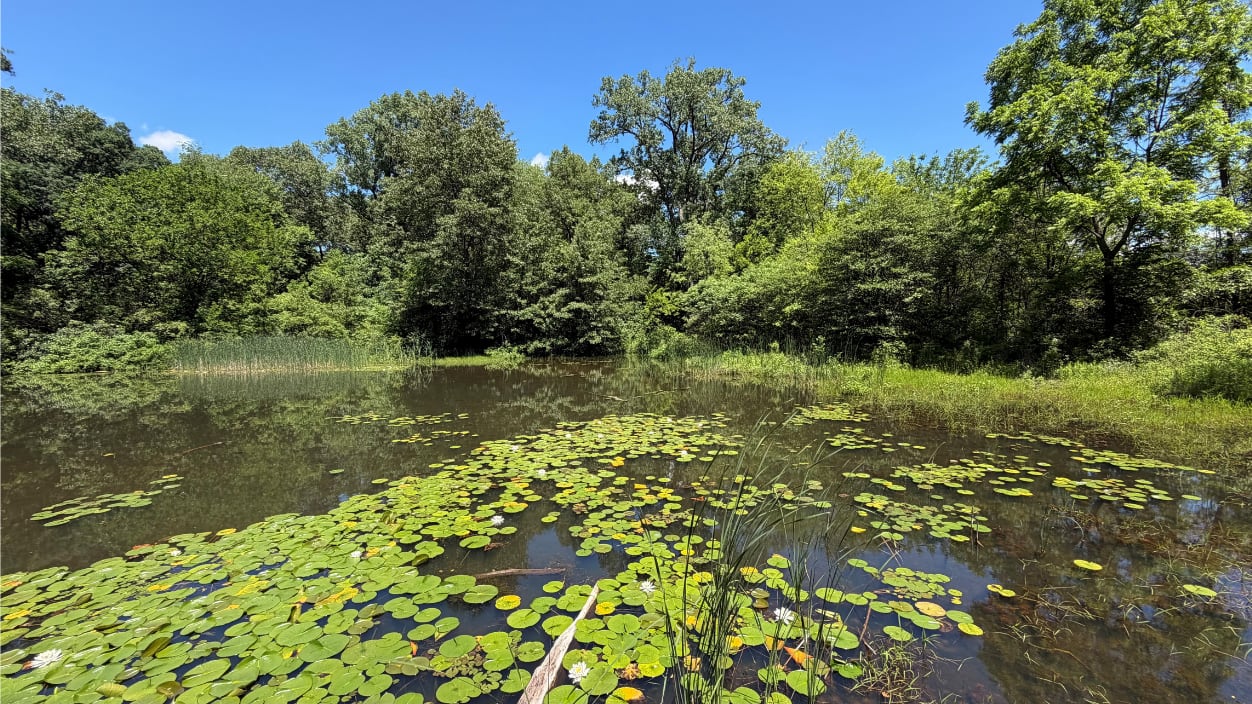 Forecast for Windsor-Essex for Saturday, June 20, 2026