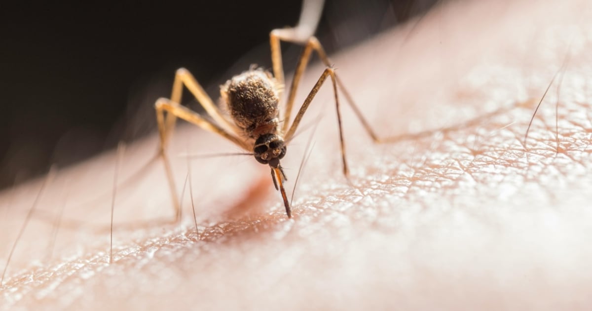 Chatham-Kent reports first West Nile-positive mosquitoes of 2026