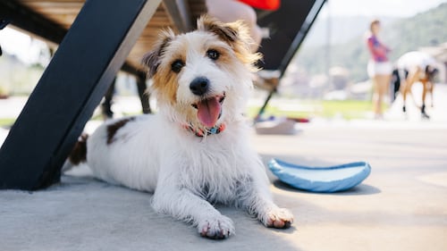 Leamington reopens dog park at Bayview Park