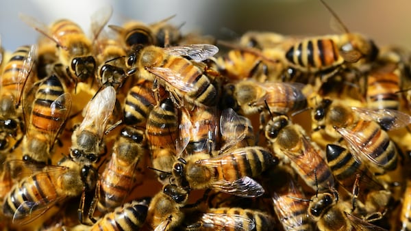More than two million bees set loose after semitruck carrying hundreds of beehives crashes