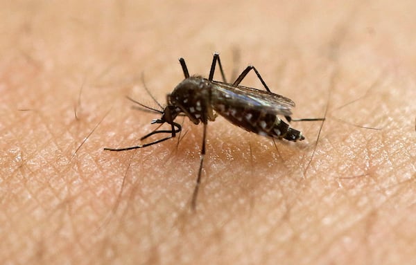 Mosquitoes may be learning to stop fearing DEET, study suggests
